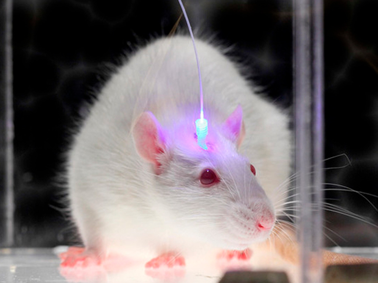 La estimulación de la Serotonina aumentaría la tasa de aprendizaje