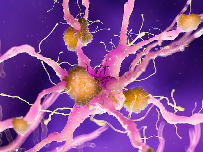 Investigadores identifican en ratones una asociación entre la proteína CAPON, que se une a Tau, y la neurodegeneración