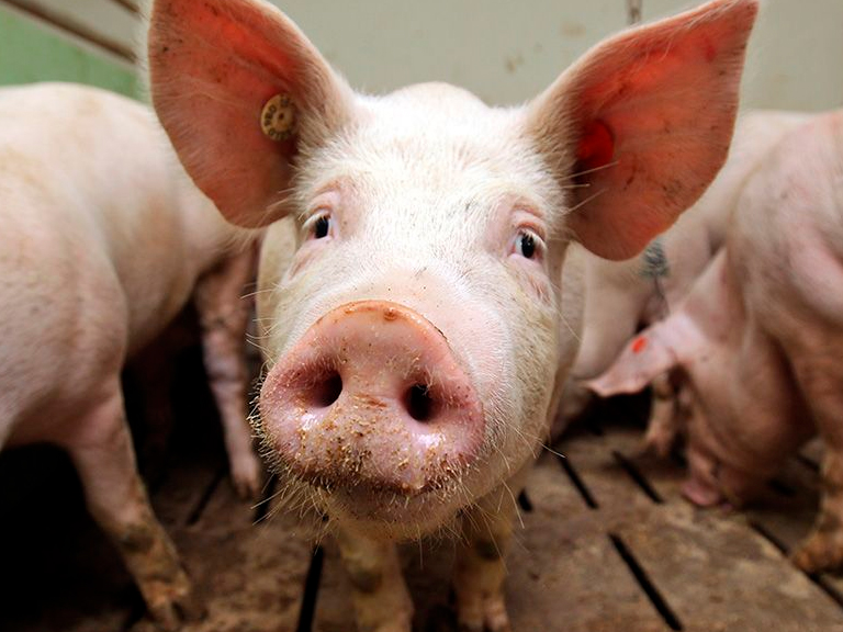 Células nerviosas del cerdo revividas: Tus preguntas respondidas