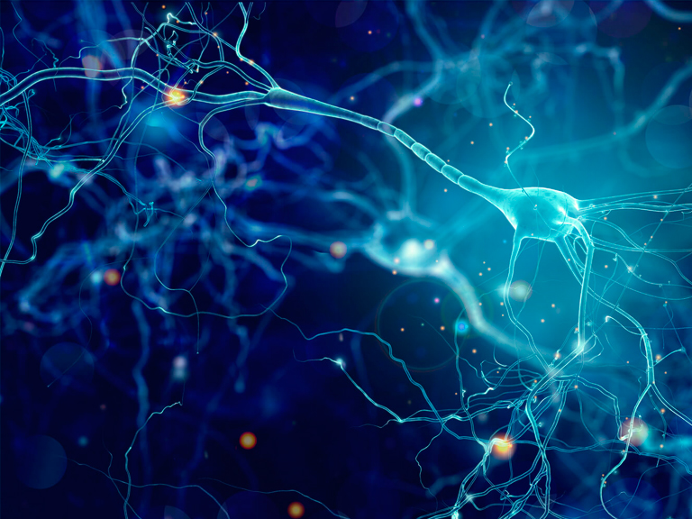 Grupo de investigación alemán demuestra que una proteína muscular puede ser útil para la regeneración de células nerviosas