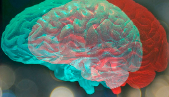 Con impresión 3D científicos estudiarán como la luz del día modifica la estructura del cerebro