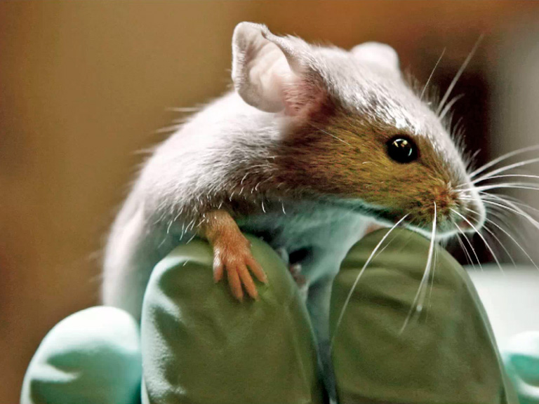 Las ratas podrían tener el secreto para entender (y curar) el trastorno sicopático