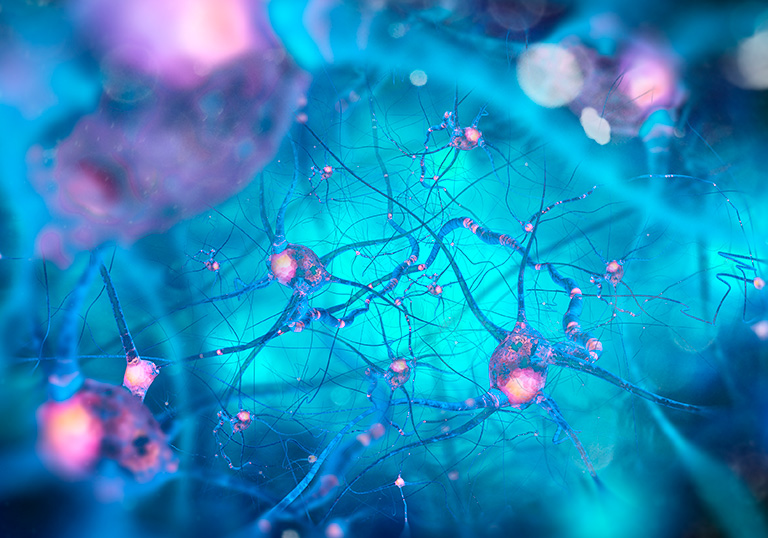 Modelando la red social de neuronas
