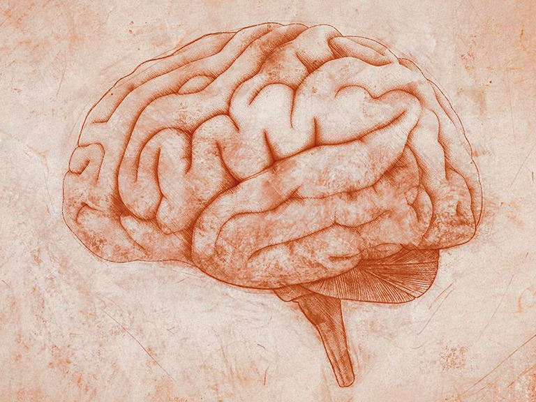Diplomado Neuroanatomía Humana 2021
