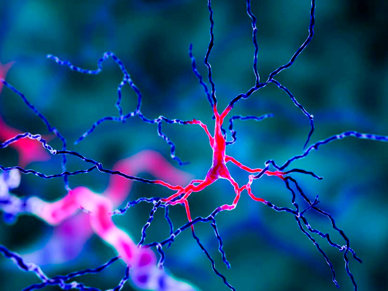 Es posible tratar enfermedades neurodegenerativas al inhibir una familia particular de enzimas