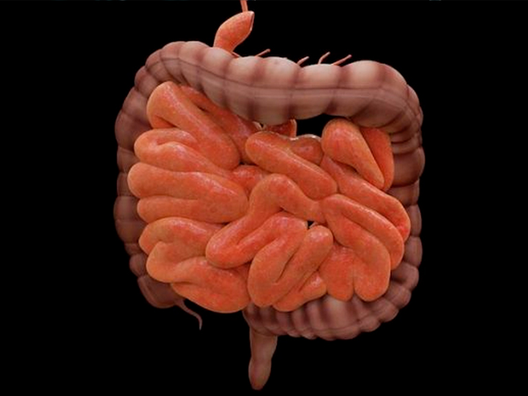 Neurociencia: Eje cerebro-intestino podría ser la clave para determinar origen de la enfermedad de Parkinson