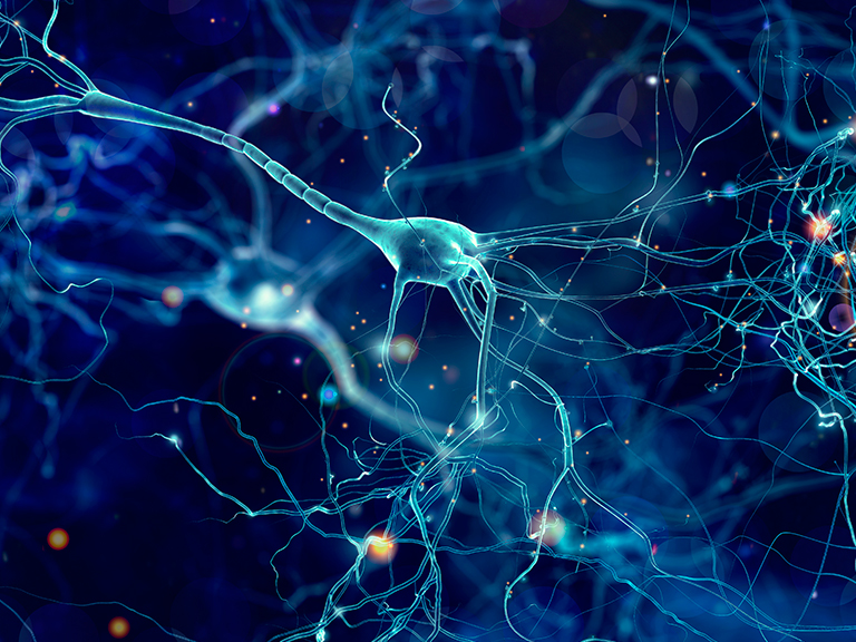 Estudio revela como se genera la memoria asociativa temporal