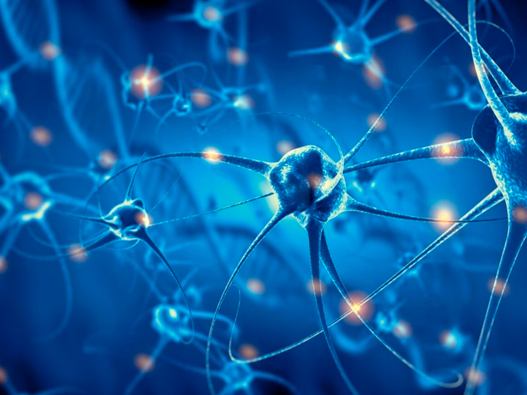 Academic Position Available at the Institute of Neuroscience – CINV Universidad de Valparaíso – Chile