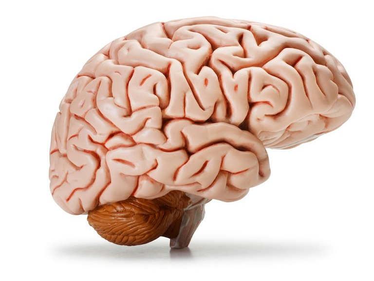 Como homo sapiens desarrolló un cerebro más grandes que otros simios